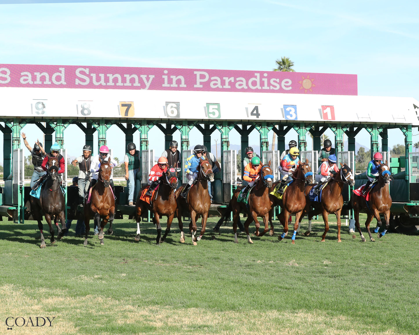 SAYUCAN - Molly P Overnight Handicap - 02-12-26 - R07 - Turf Paradise - Starting Gate - Coady Media - Kurtis Coady Photography