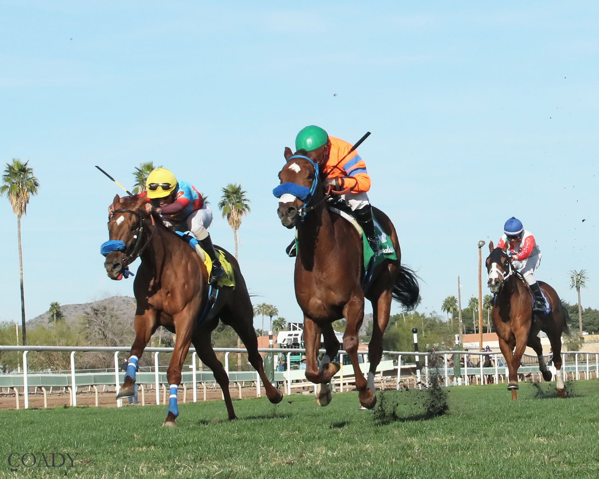 SAYUCAN - Molly P Overnight Handicap - 02-12-26 - R07 - Turf Paradise - Under Rail - Coady Media - Kurtis Coady Photography