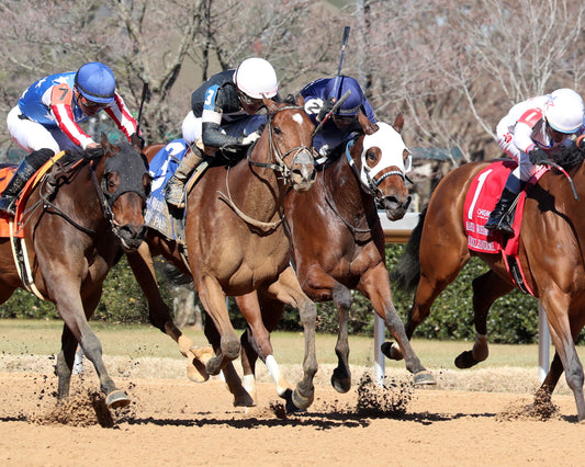 SEARCH PARTY - The Martha Washington Stakes - 02-06-26 - R06 - OP - Finish 04 - Coady Media - Kurtis Coady Photography