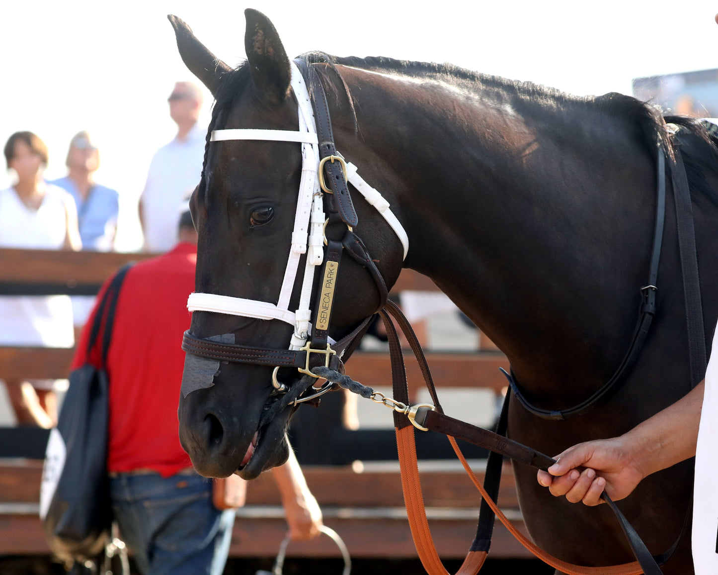 SENECA PARK - The Untapable Stakes - 08-30-26 - R10 - KD - Paddock 02