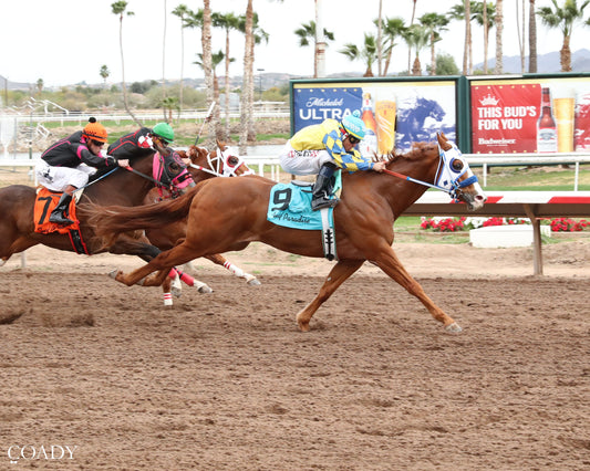 SHINY NOVA - Allred Brothers Stakes - 02-16-26 - R02 - Turf Paradise - Action - Coady Media - Kurtis Coady Photography
