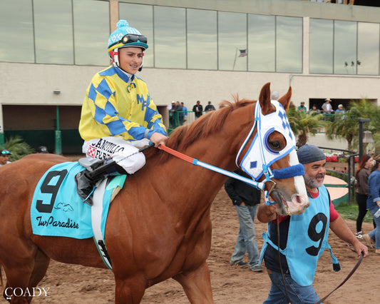 SHINY NOVA - Allred Brothers Stakes - 02-16-26 - R02 - Turf Paradise - Paddock - Coady Media - Kurtis Coady Photography