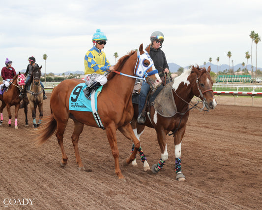 SHINY NOVA - Allred Brothers Stakes - 02-16-26 - R02 - Turf Paradise - Post Parade - Coady Media - Kurtis Coady Photography