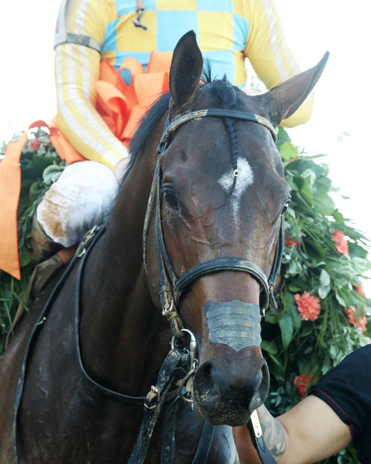 SILENT TACTIC - The Southwest Stakes G3 - 02-06-26 - R11 - OP - Garland 05 - Coady Media - Kurtis Coady Photography