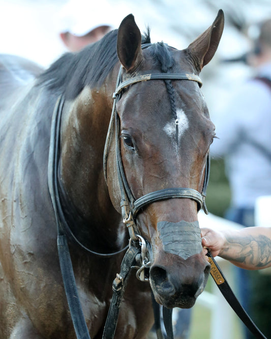 SILENT TACTIC - The Southwest Stakes G3 - 02-06-26 - R11 - OP - Headshot 01 - Coady Media - Kurtis Coady Photography