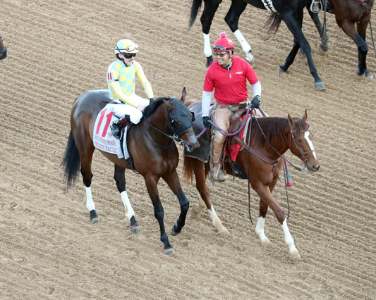 SILENT TACTIC - The Southwest Stakes G3 - 02-06-26 - R11 - OP - Post Parade 01 - Coady Media - Kurtis Coady Photography