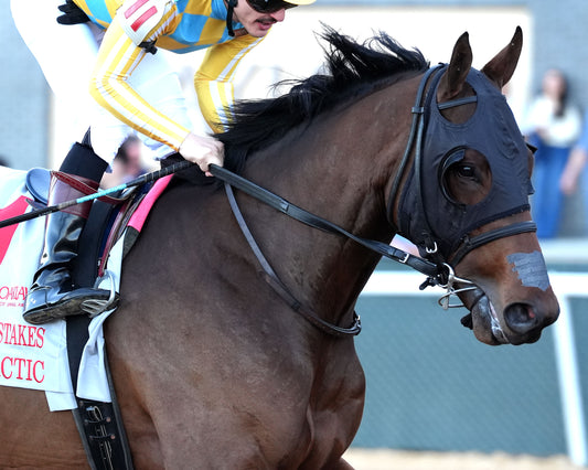 SILENT TACTIC - The Southwest Stakes G3 - 02-06-26 - R11 - OP - Post Parade 04 - Coady Media - Kurtis Coady Photography