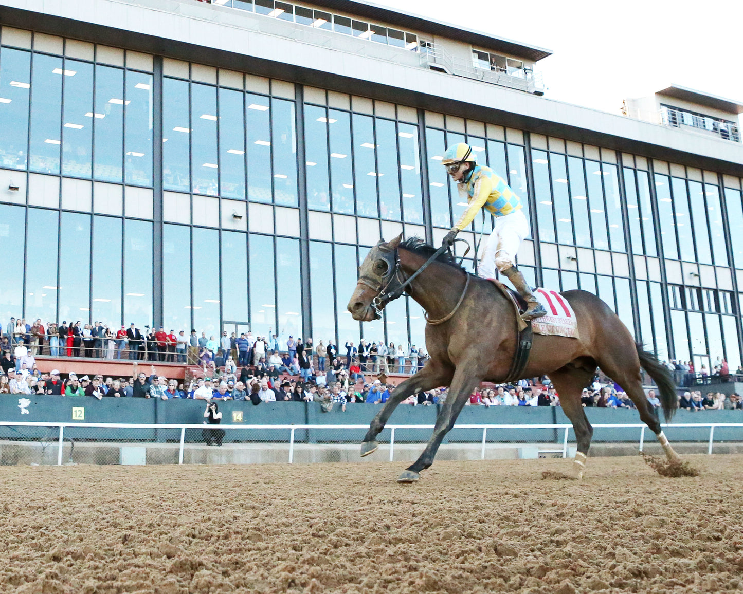 SILENT TACTIC - The Southwest Stakes G3 - 02-06-26 - R11 - OP - Under Rail 03 - Coady Media - Kurtis Coady Photography