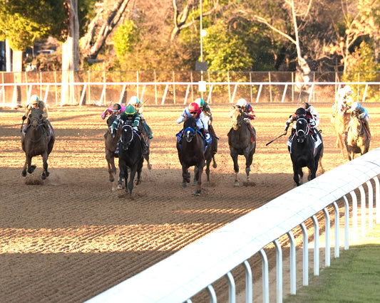 SILENT TACTIC - The Southwest Stakes G3 - 02-06-26 - R11 - OP - Uptrack 01 - Coady Media - Kurtis Coady Photography
