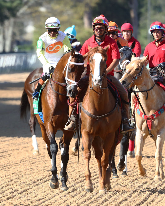 SKIPPYLONGSTOCKING - Essex Handicap G3 - 03-21-26 - R09 - OP - Post Parade 05 - Coady Media - Kurtis Coady Photography