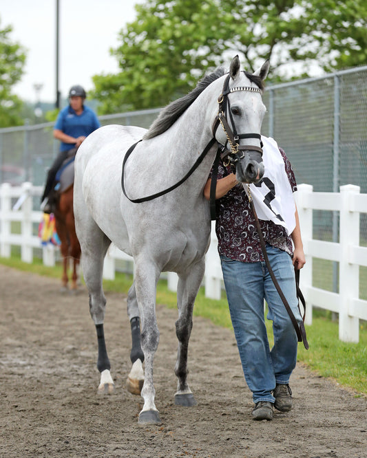 SMOOCH UP - The 20th Running of The Malvern Rose Stakes - 06-22-26 - R07 - PID - Paddock 01