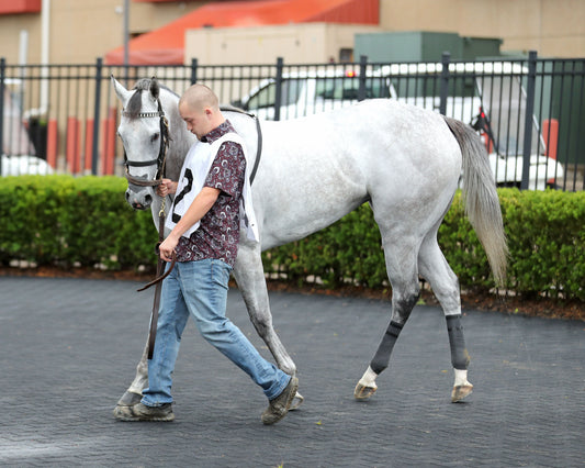SMOOCH UP - The 20th Running of The Malvern Rose Stakes - 06-22-26 - R07 - PID - Paddock 04