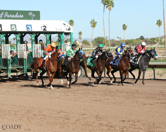 SONG OF SONGS - The Arizona Oaks presented by Taylor Made - 03-21-26 - R06 - Turf Paradise - Start - Coady Media - Kurtis Coady Photography