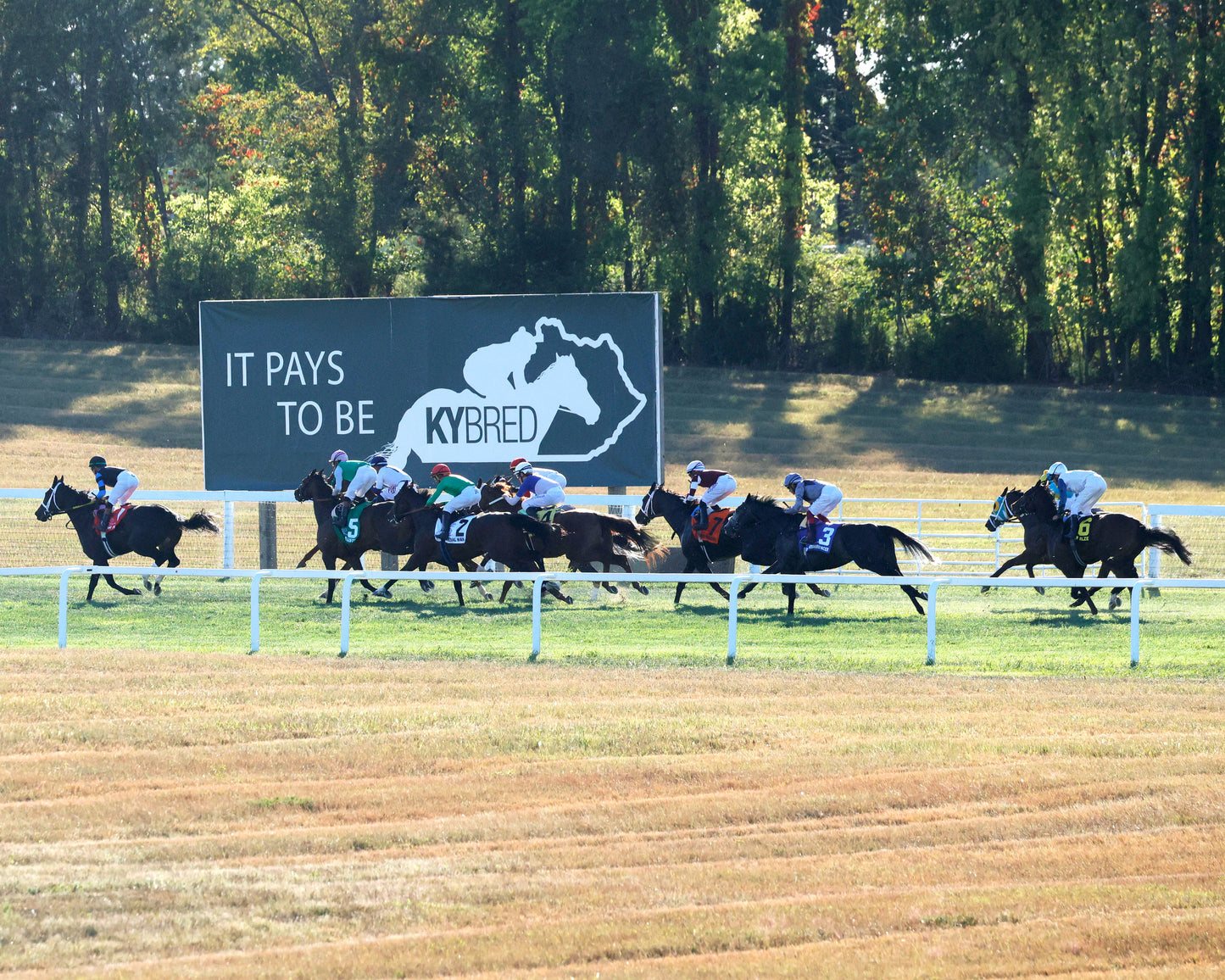 SPECIAL WAN - Resolute Racing Ladies Turf Stakes - 08-30-25 - R11 - KD - Backstretch 01 - Coady Media - Kurtis Coady Photography