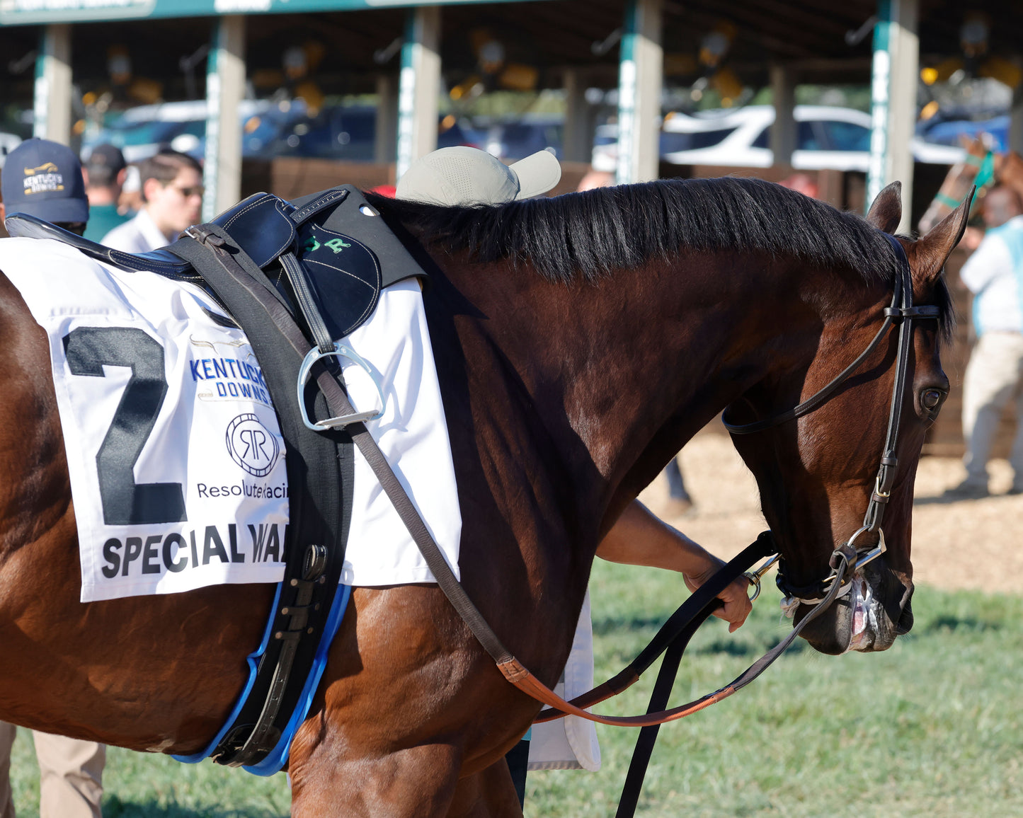 SPECIAL WAN - Resolute Racing Ladies Turf Stakes - 08-30-25 - R11 - KD - Paddock 01 - Coady Media - Kurtis Coady Photography