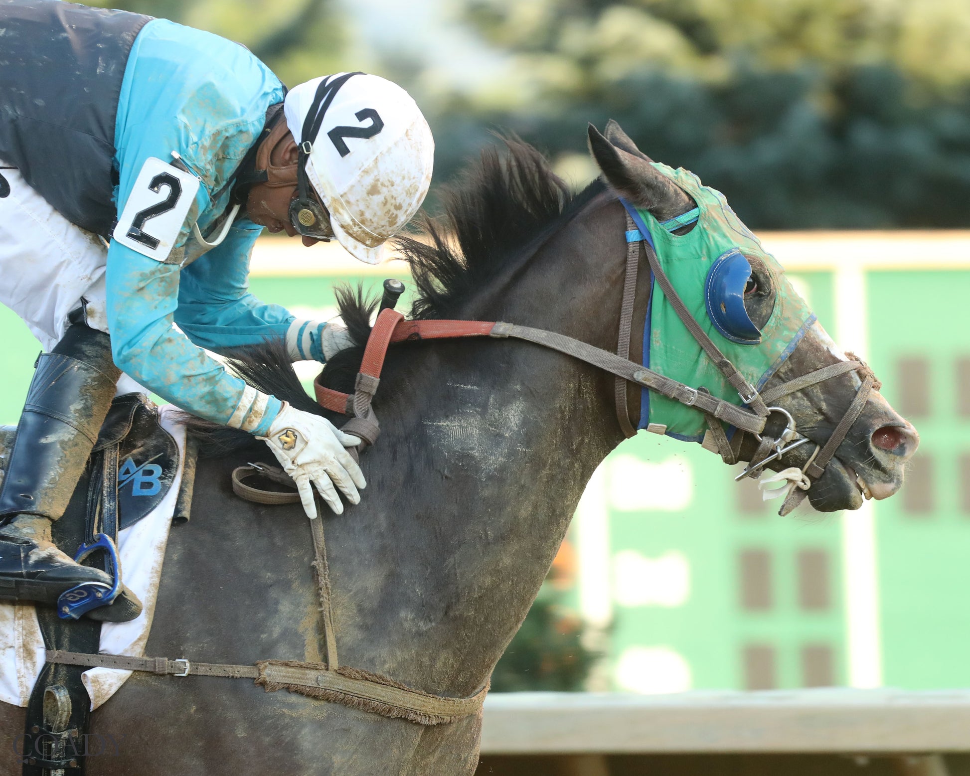 THE SKY IS FALLING - 082225 - Race 05 - CT - Gallop Out 01 - Coady Media - Kurtis Coady Photography