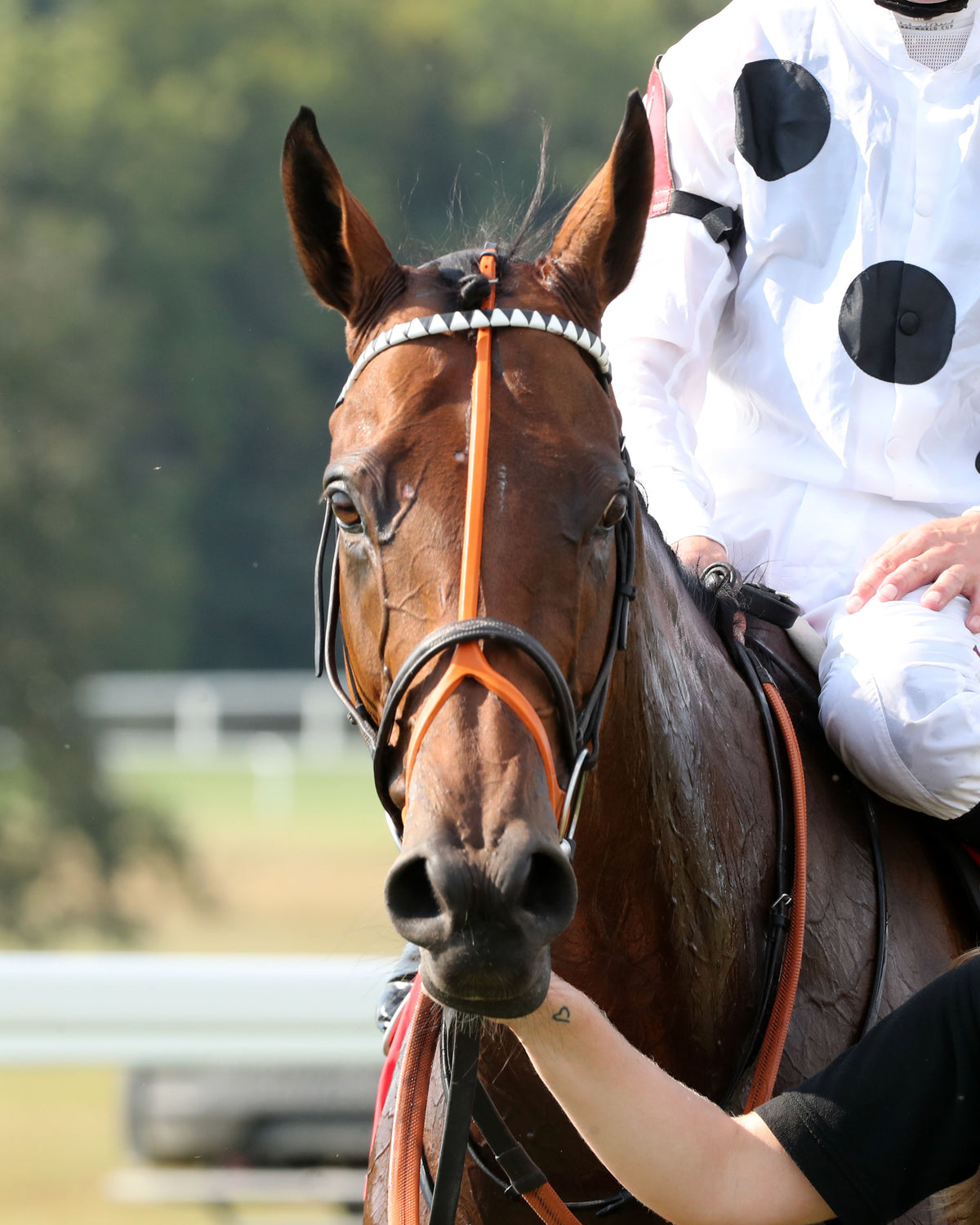 TIFFANY - The AGS Kentucky Turf Cup Invitational G2 - 09-05-26 - R07 - KD - Come Back 01