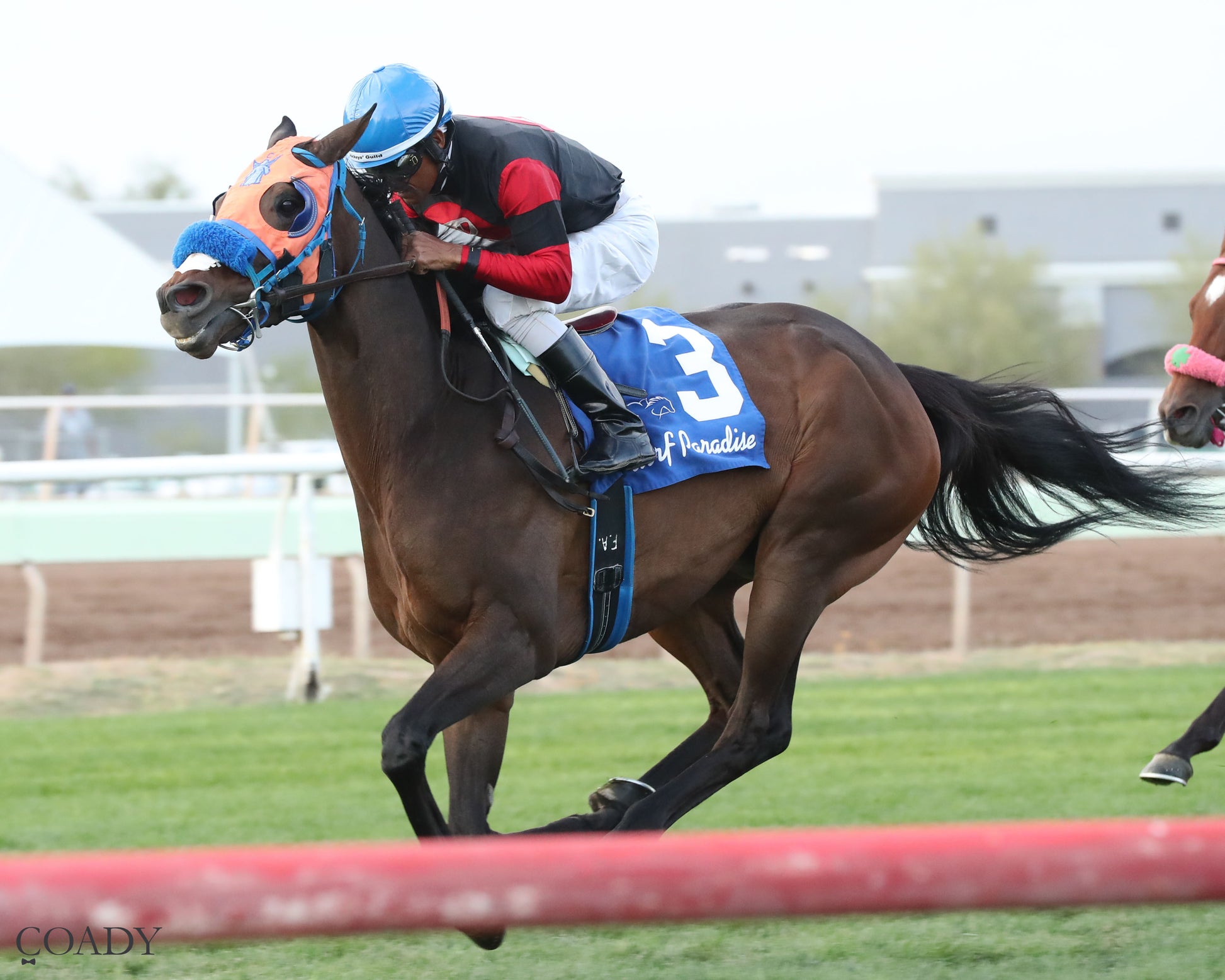 TIME TO FLY - Dwight D Patterson - 04-25-26 - R09 - Turf Paradise - Inside Finish - Coady Media - Kurtis Coady Photography