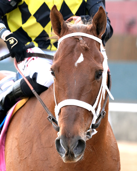 TOUCHDOWN ARKANSAS - Nodouble Breeder's Stakes - 02-21-26 - R08 - OP -  Come Back 04 - Coady Media - Kurtis Coady Photography