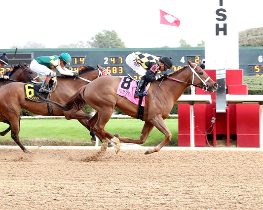 TOUCHDOWN ARKANSAS - Nodouble Breeder's Stakes - 02-21-26 - R08 - OP -  Finish 01 - Coady Media - Kurtis Coady Photography