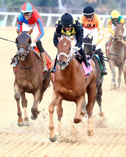 TOUCHDOWN ARKANSAS - Nodouble Breeder's Stakes - 02-21-26 - R08 - OP -  Gallop Out 01 - Coady Media - Kurtis Coady Photography