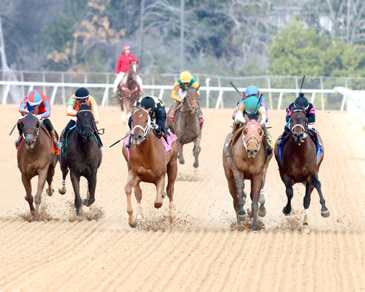 TOUCHDOWN ARKANSAS - Nodouble Breeder's Stakes - 02-21-26 - R08 - OP -  Head On 01 - Coady Media - Kurtis Coady Photography