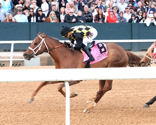 TOUCHDOWN ARKANSAS - Nodouble Breeder's Stakes - 02-21-26 - R08 - OP -  Inside Finish 01 - Coady Media - Kurtis Coady Photography