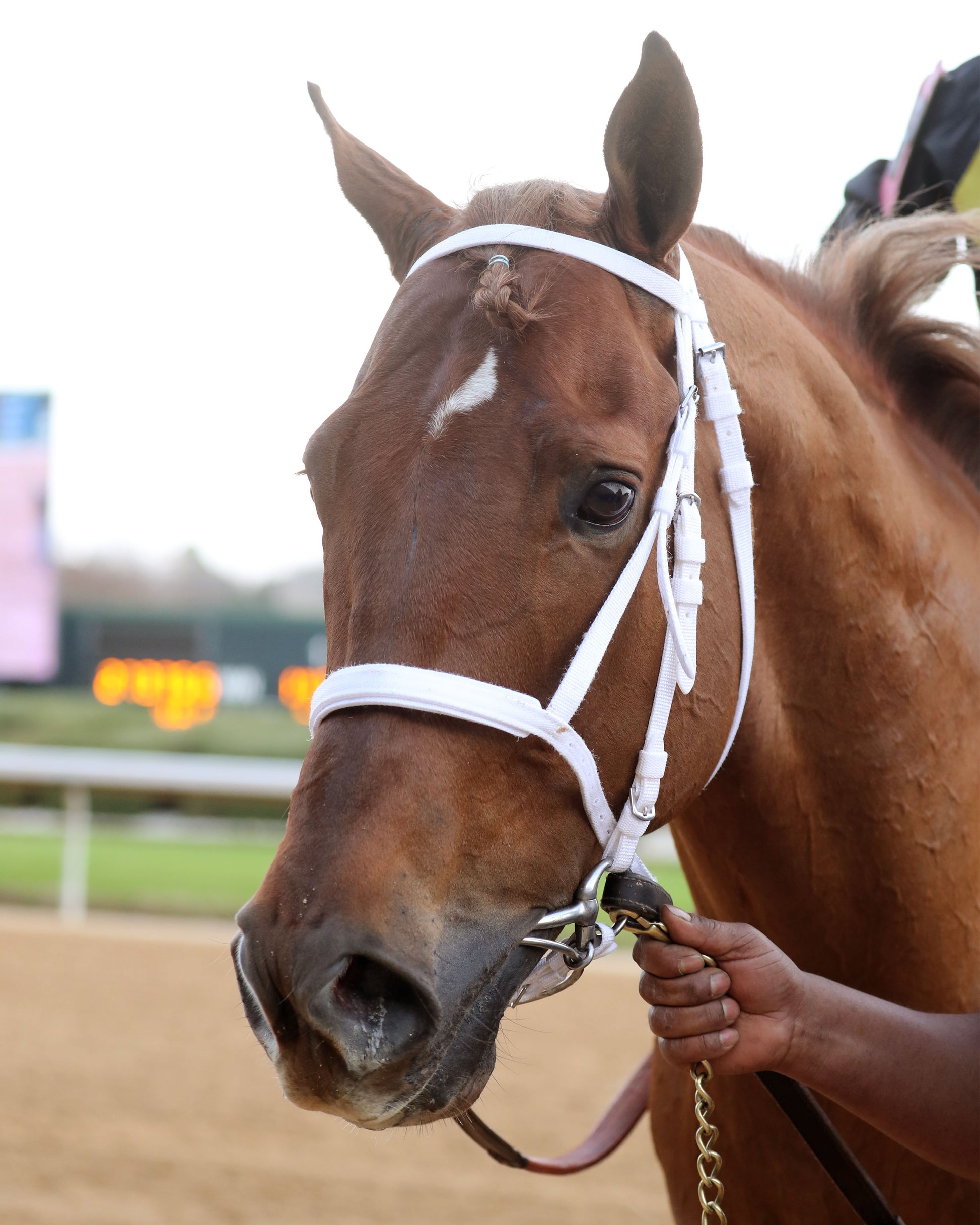 TOUCHDOWN ARKANSAS - Nodouble Breeder's Stakes - 02-21-26 - R08 - OP - Portrait 01 - Coady Media - Kurtis Coady Photography
