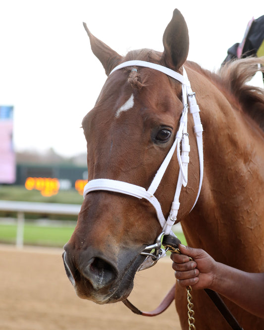 TOUCHDOWN ARKANSAS - Nodouble Breeder's Stakes - 02-21-26 - R08 - OP - Portrait 01 - Coady Media - Kurtis Coady Photography
