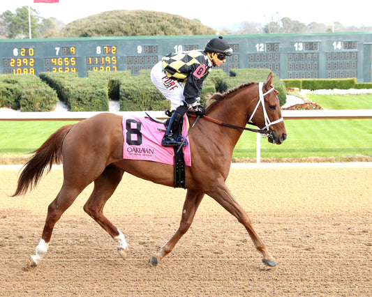 TOUCHDOWN ARKANSAS - Nodouble Breeder's Stakes - 02-21-26 - R08 - OP - Post Parade 01 - Coady Media - Kurtis Coady Photography