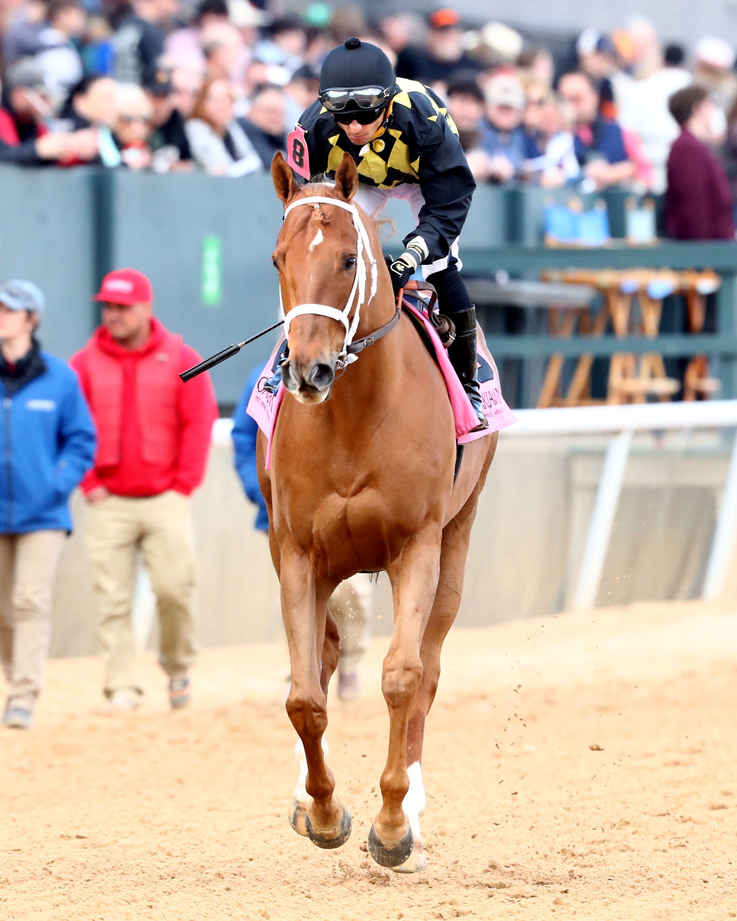 TOUCHDOWN ARKANSAS - Nodouble Breeder's Stakes - 02-21-26 - R08 - OP - Post Parade 04 - Coady Media - Kurtis Coady Photography