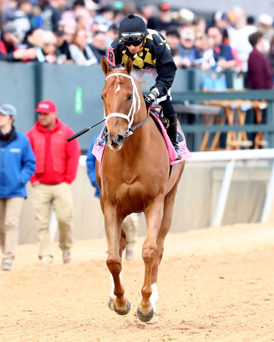 TOUCHDOWN ARKANSAS - Nodouble Breeder's Stakes - 02-21-26 - R08 - OP - Post Parade 04 - Coady Media - Kurtis Coady Photography
