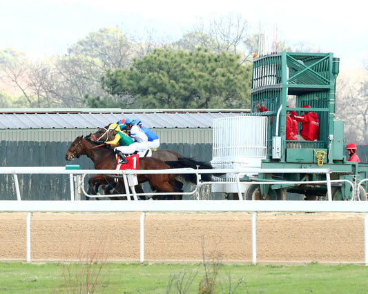 TOUCHDOWN ARKANSAS - Nodouble Breeder's Stakes - 02-21-26 - R08 - OP - Start 01 - Coady Media - Kurtis Coady Photography