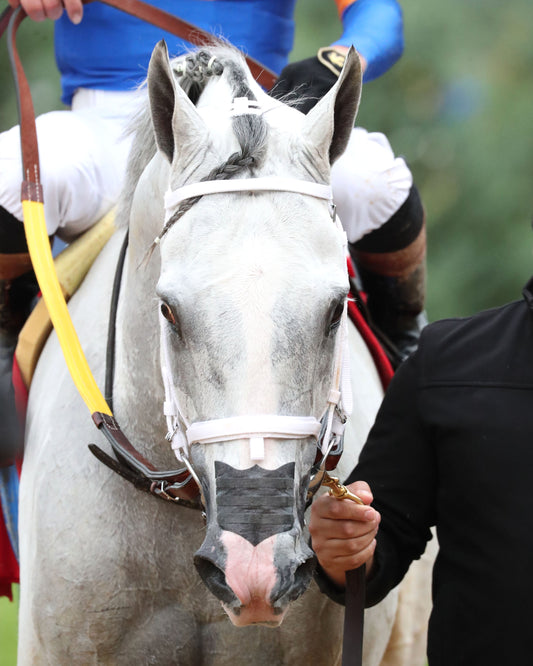 WHITE ABARRIO - Oaklawn Handicap G2 - 04-18-26 - R11 - Oaklawn Park -  Head Shot 01 - Coady Media - Kurtis Coady Photography