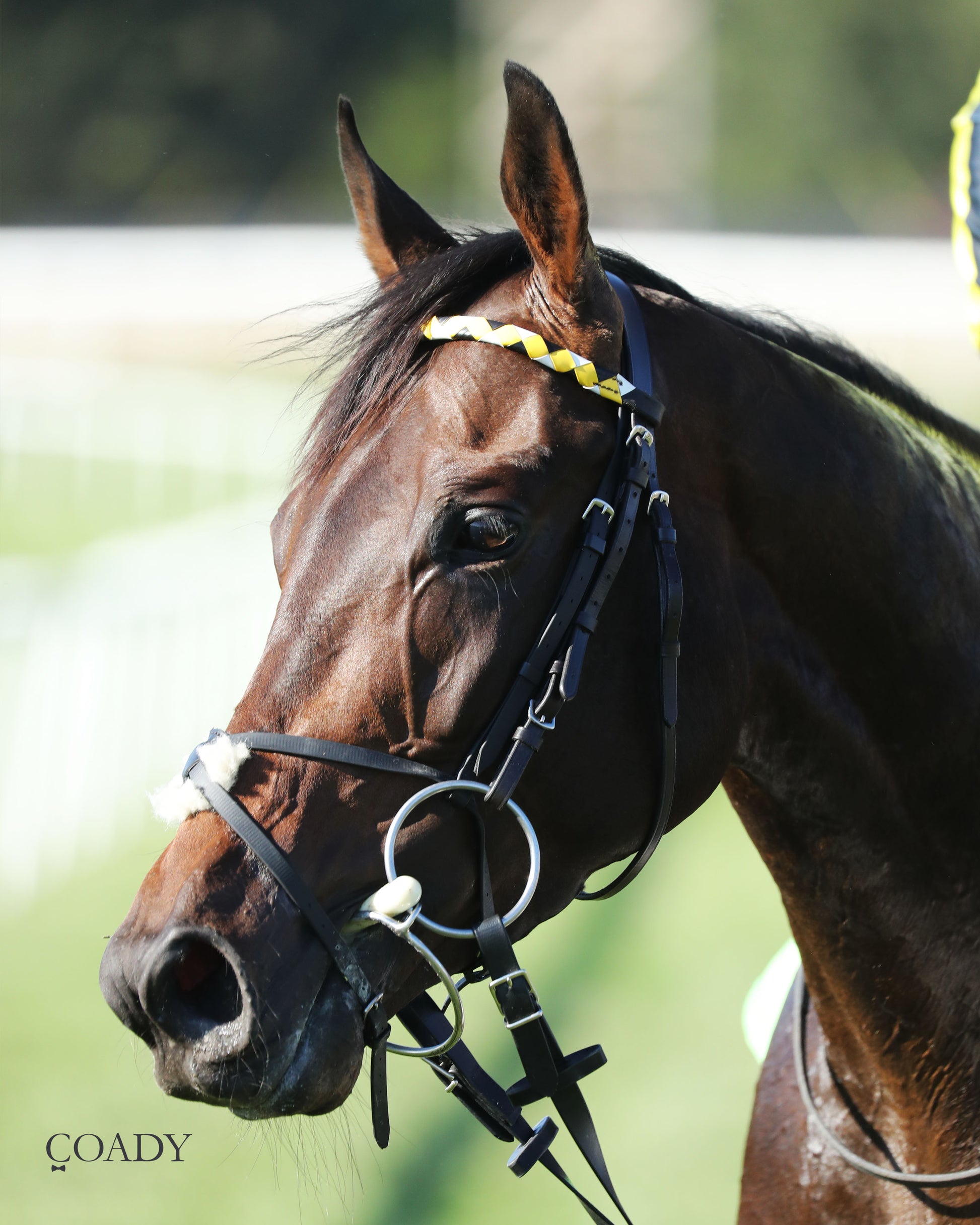 WIMBLEDON HAWKEYE - DK Horse Nashville Derby Invitational Stakes - 08-30-25 - Head Shot 01 - Coady Media - Kurtis Coady Photography