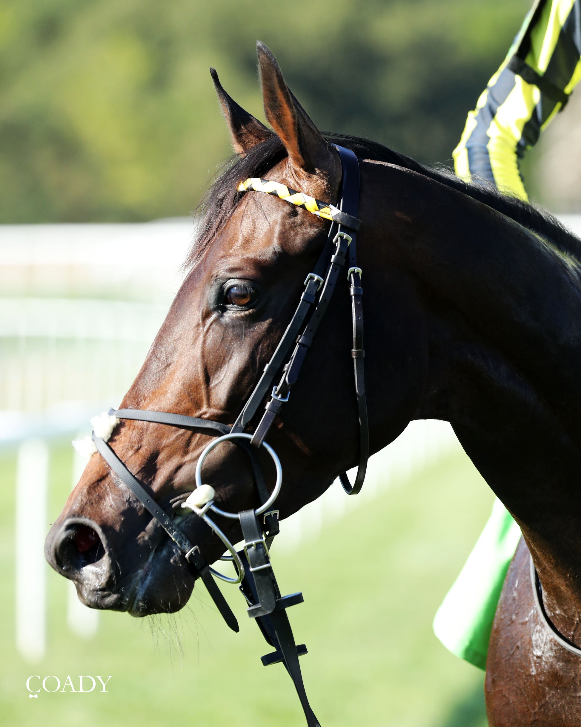 WIMBLEDON HAWKEYE - DK Horse Nashville Derby Invitational Stakes - 08-30-25 - Head Shot 02 - Coady Media - Kurtis Coady Photography