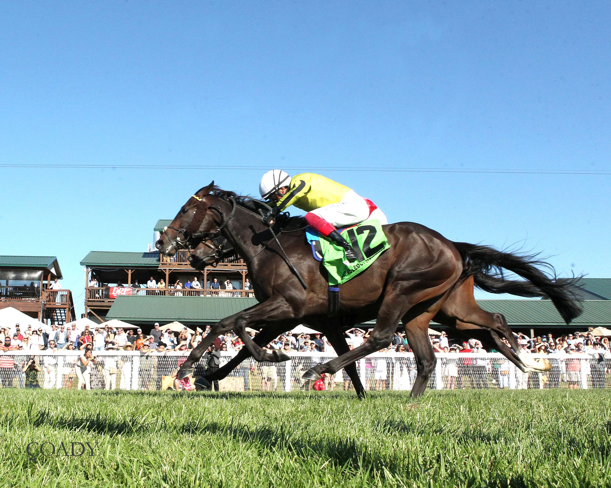 WIMBLEDON HAWKEYE - DK Horse Nashville Derby Invitational Stakes - 08-30-25 - KD - Under Rail 01 - Coady Media - Kurtis Coady Photography