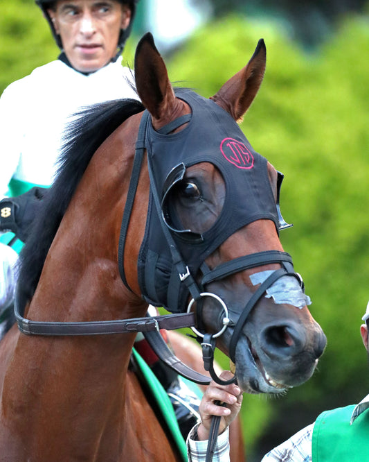 ZIHNAL - The West Virginia Derby - G3 - 08-09-26 - R08 - Post Parade 01