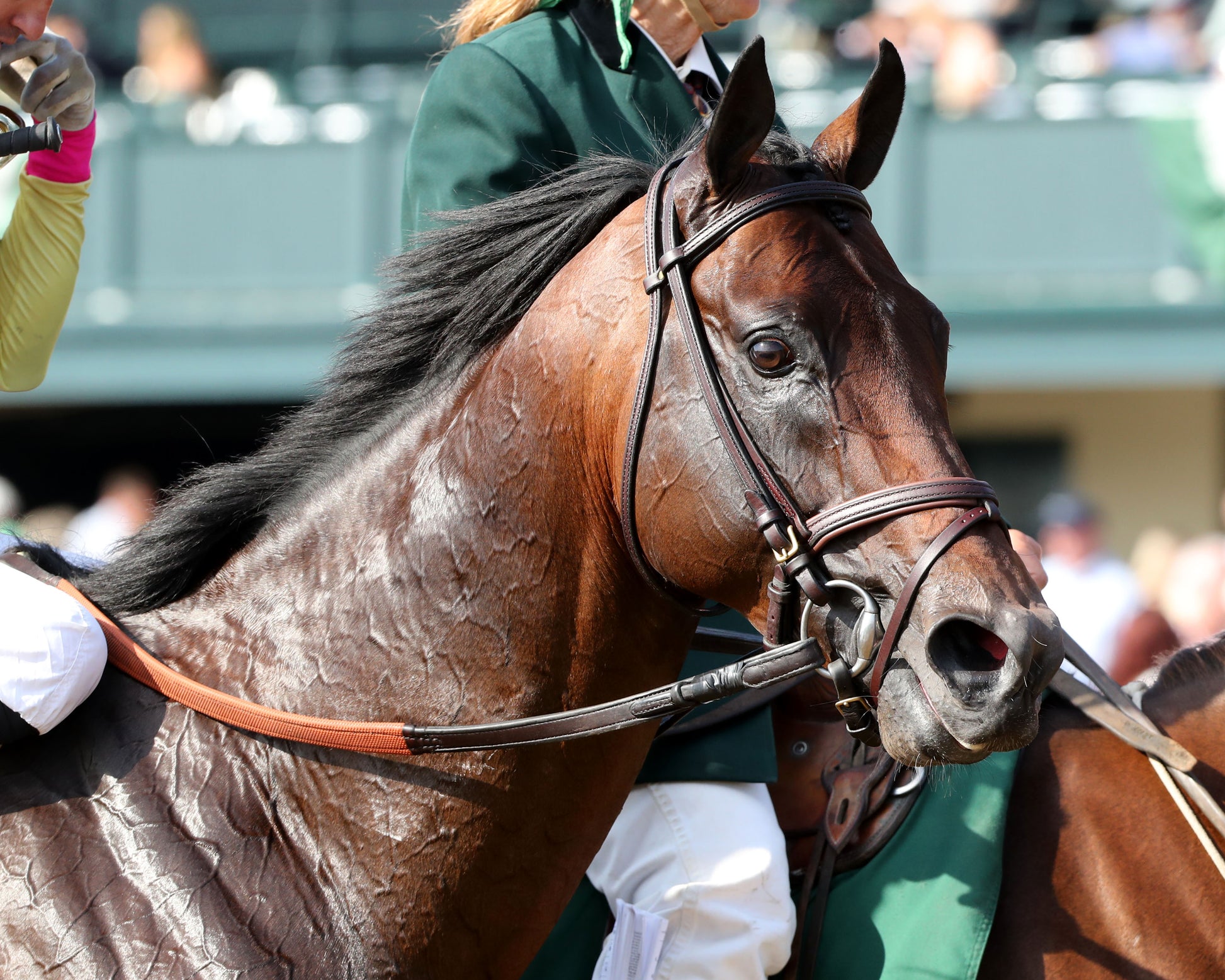 ZULU KINGDOM - Maker's Mark Mile Stakes - 04-10-26 - R09 - KEE - Head Shot 01 - Coady Media - Kurtis Coady Photography