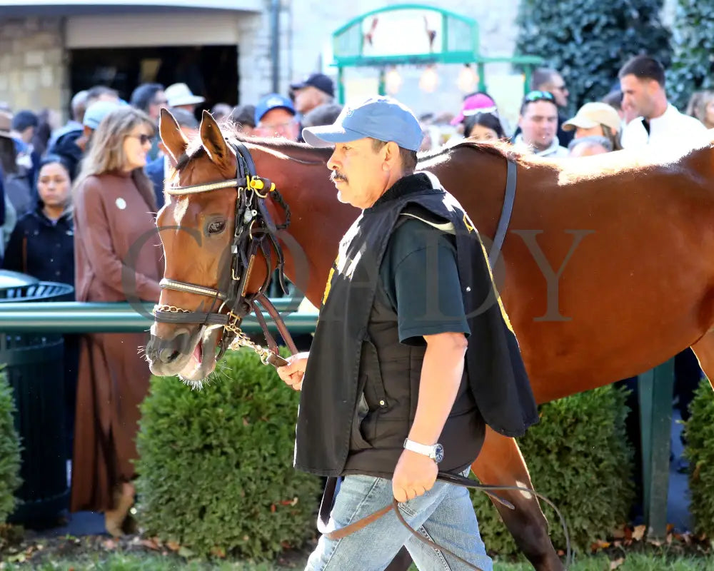 A FINE CHARDONNAY - The Dean Dorton Myrtlewood - 10-24-25 - R06 - KEE - Paddock 08 Keeneland