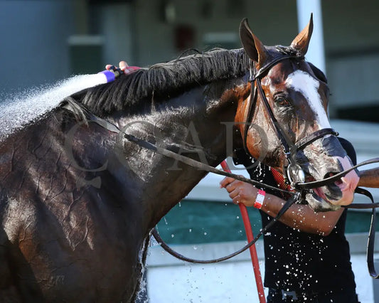 Admission Office - The Louisville G3 83Rd Running 06-13-20 R11 Cd Post Race 01 Churchill Downs