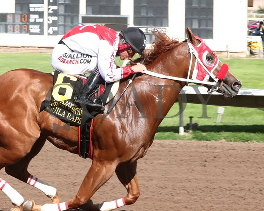 Agulia Rapida - All American Quarter Horse Juvenile 09-02-24 R07 The Downs At Albuquerque Finish 02