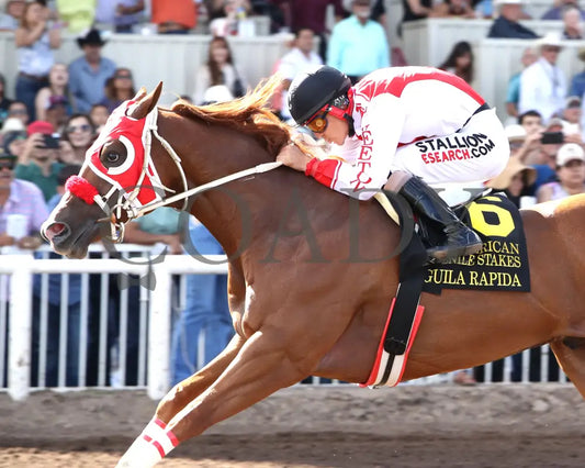 Agulia Rapida - All American Quarter Horse Juvenile 09-02-24 R07 The Downs At Albuquerque Inside