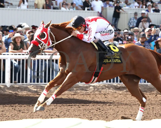 Agulia Rapida - All American Quarter Horse Juvenile 09-02-24 R07 The Downs At Albuquerque Inside