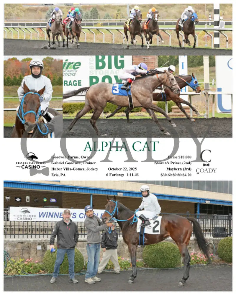 ALPHA CAT - 10-22-25 - R01 - PID - Coady Media - Kurtis Coady Photography