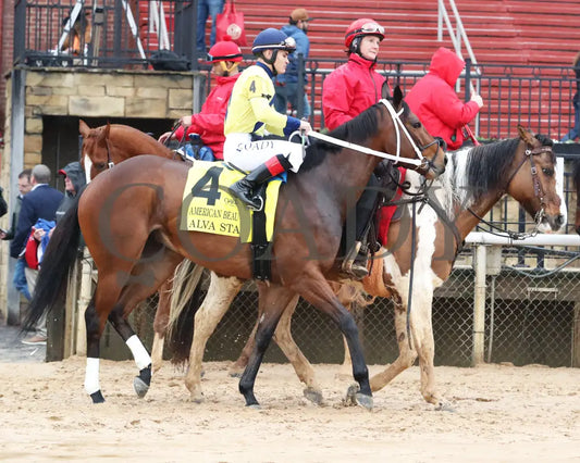 Alva Starr - American Beauty Stakes 41St Running 02-03-24 R10 Oaklawn Park Post Parade 01