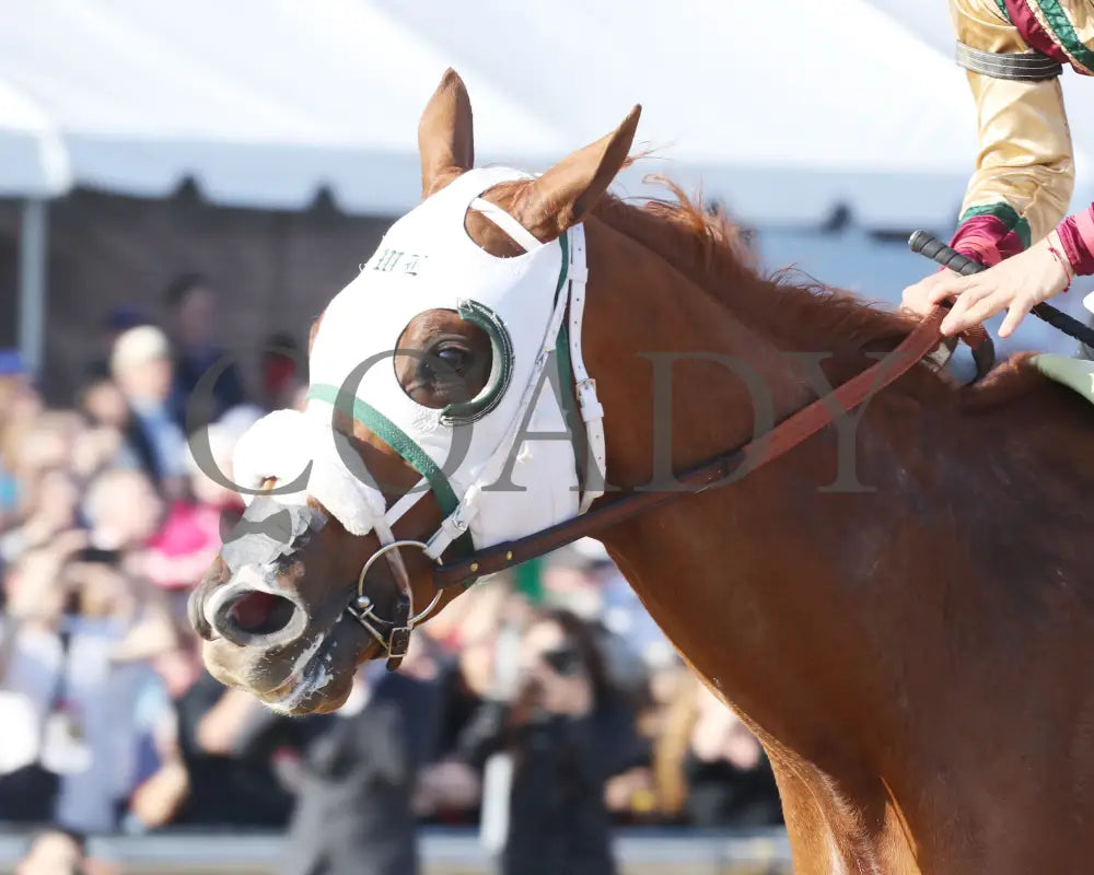 AMERICAN PROMISE - The Virginia Derby - 03-15-25 - R09 - CNL - Inside Finish 04 Colonial Downs