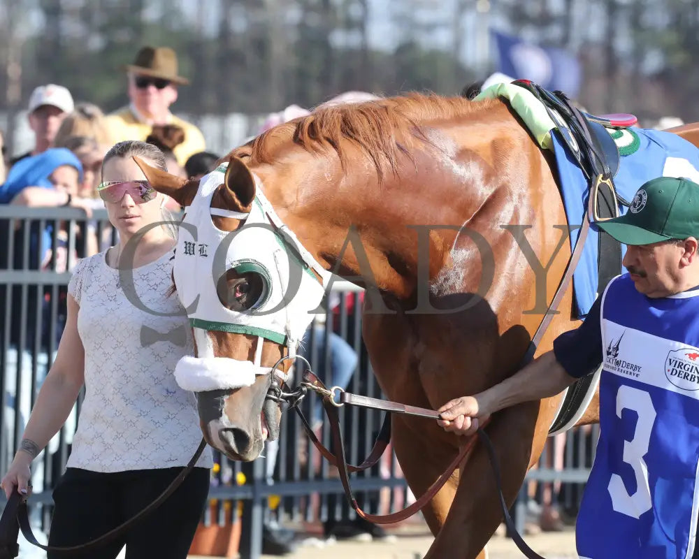 AMERICAN PROMISE - The Virginia Derby - 03-15-25 - R09 - CNL - Paddock 05 Colonial Downs