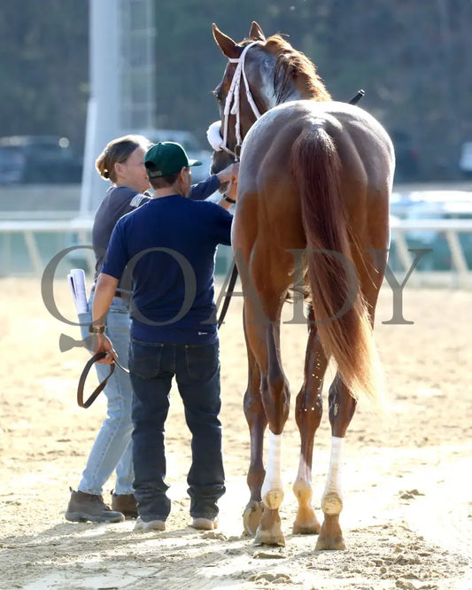 AMERICAN PROMISE - The Virginia Derby - 03-15-25 - R09 - CNL - Walk Back 01 - Coady Media - Kurtis Coady Photography