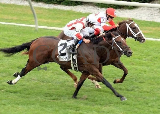 Animal Spirits - Aerial 100911 Race 08 Keeneland